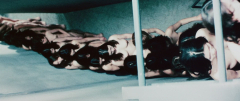 Female-Prisoner-701-Scorpion-1972-stills-03