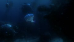 Finding-Nemo-2003-stills-15