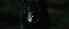 Howling-2012-stills-49