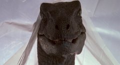 Jurassic-Park-1993-stills-62