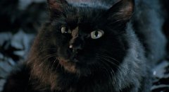 The-Cat-1992-stills-29