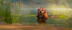 The-Wild-Robot-2024-stills-27