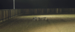 Upstream-Color-2013-stills-18